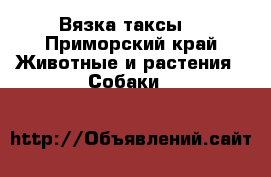 Вязка таксы  - Приморский край Животные и растения » Собаки   
